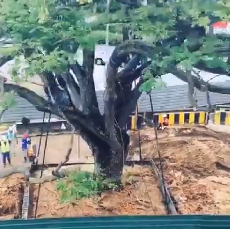 Nakakamanghang paraan ng Singapore sa pagpepreserba ng mga puno sa