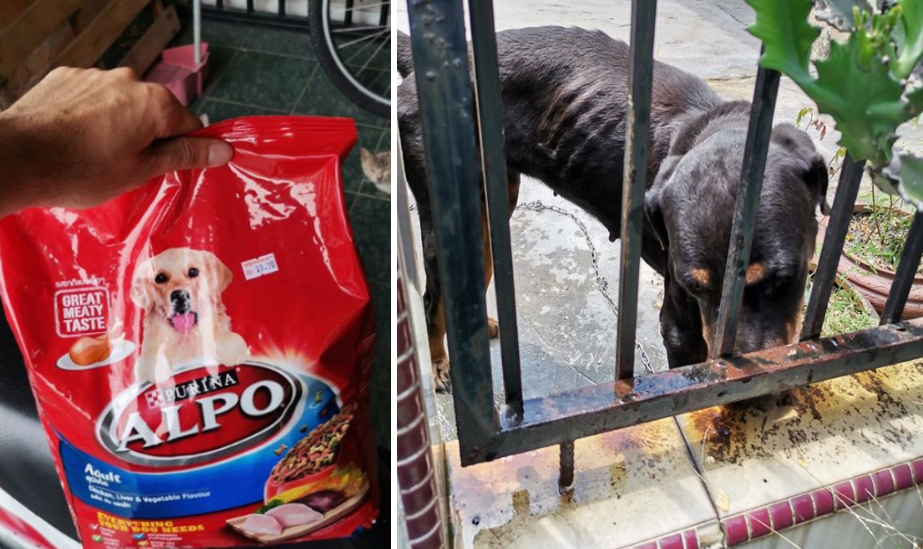 Pamilya, bigla na lamang naglaho! Alagang aso naiwang nag-iisa at ...