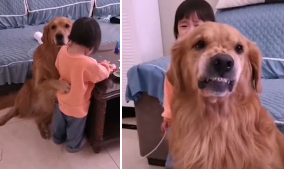 Alagang aso ipinagtanggol ang 2 taong gulang na batang pinapagalitan ng ...